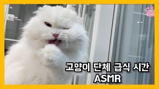 8마리 고양이 사료 단체 먹방 by 써니포캣 sunny4cats 291 views 2 years ago 3 minutes, 34 seconds