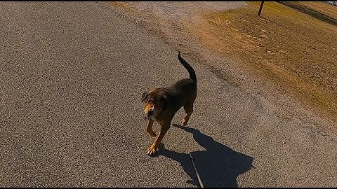Loose dogs & Dog attacks with Amputee Cyclist Aaron Smith on 1/6/2023