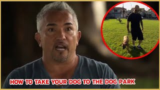 How to safely take your dog to the park | Cesar 911