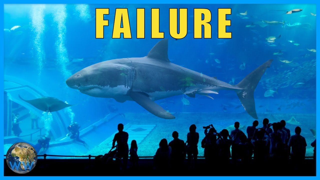 What happened to the Great Whites we put in aquariums? 