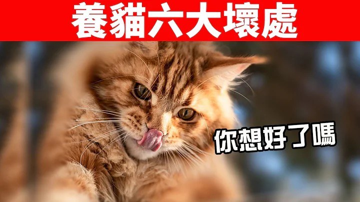 你想养猫吗？养猫的六大坏处你要知道，没想清楚先别养猫！【初识猫咪EP20】 - 天天要闻