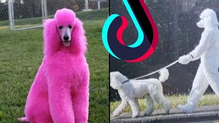 Funny & Cute Try Not To Laugh Mini Fluffly Poodle TikTok Compilation Dogs & Puppies Of TikTok Mashup by Boop Boop 4 views 1 year ago 13 minutes, 16 seconds