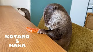 Cheeky Otter Hana Tries to Steal Kotaro's Salmon