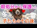LIA長野の冬のどうぶつ保護施設のようすです。※チャンネル登録お願いします。※Subscribe to the channel.