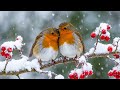Piano Music Winter Bird Songs For Emotional Healing Relax Soothe Your Mind