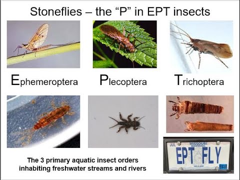 Introduction to EPTs - Plecoptera (Stoneflies)