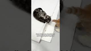 Batterseas Harry Potter Kittens