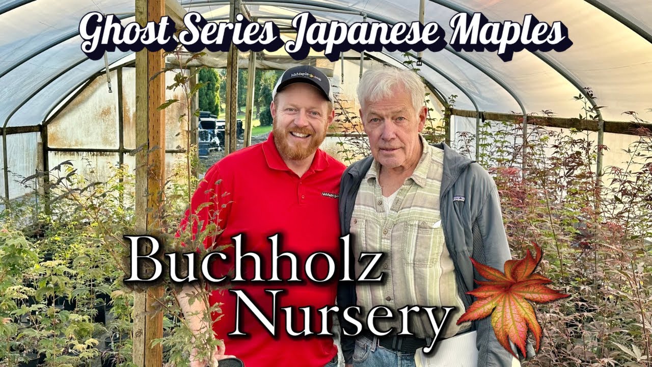 Ghost Series Japanese Maples By Buchholz Nursery Featuring Talon Buchholz