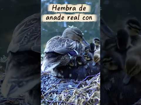 Hembra de ánade real con sus patitos 🦆