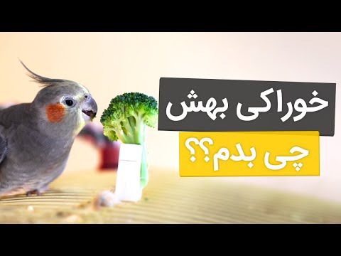 تصویری: همه چیز در مورد مرغ: نحوه مراقبت و تغذیه