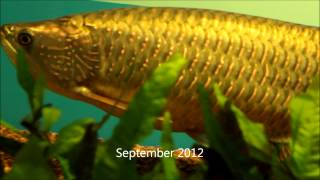 Arowana Life 3yrs In 3 Minutes Youtube