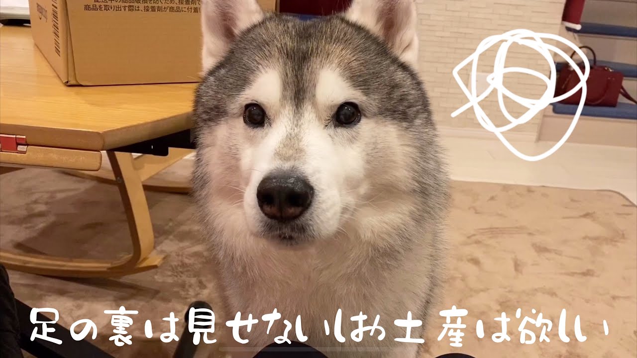 Siberian Husky Hides The Sole Of The Foot Casually Youtube