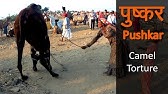 Fat Couple On Camel Youtube