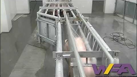 WFA Pig Slaughterhouse Equipment Three Point Electric Stunning Conveyor Of Slaughter House Machinery