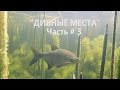 Подводная Охота 2016,Июнь, Озеро Неро ,"ДИВНЫЕ МЕСТА Чась 3 " (ПОЛНОМЕТРАЖ)