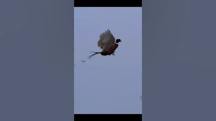 Check this week shot pheasant hunting #birds #hunting #birddog