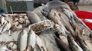 جولة في سوق السمك 🐠 ومعرفة الأسعار والأنواع ❤️ حلقة السمك في الإسماعيلية 🐟