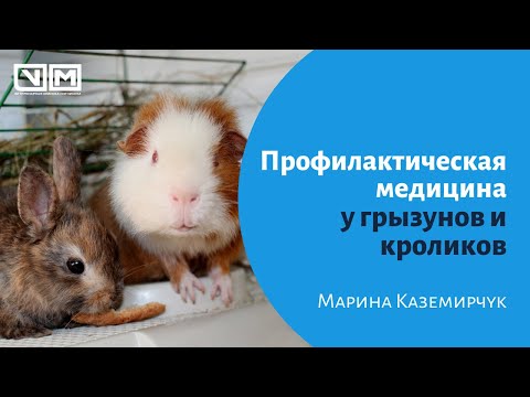 Профилактическая медицина у грызунов и кроликов