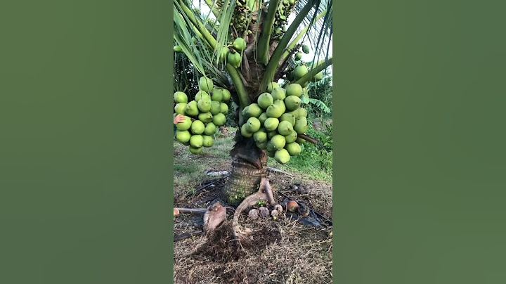 Pandan fragrant dwarf coconut is easy to bear fruit #dwarf coconut #pandanwangi