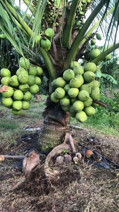 Pandan fragrant dwarf coconut is easy to bear fruit #dwarf coconut #pandanwangi