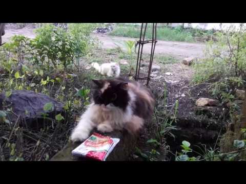 Tingkah lucu kucing anggora