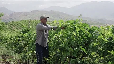 COP30 climate conference to be in Brazil next week | What to know