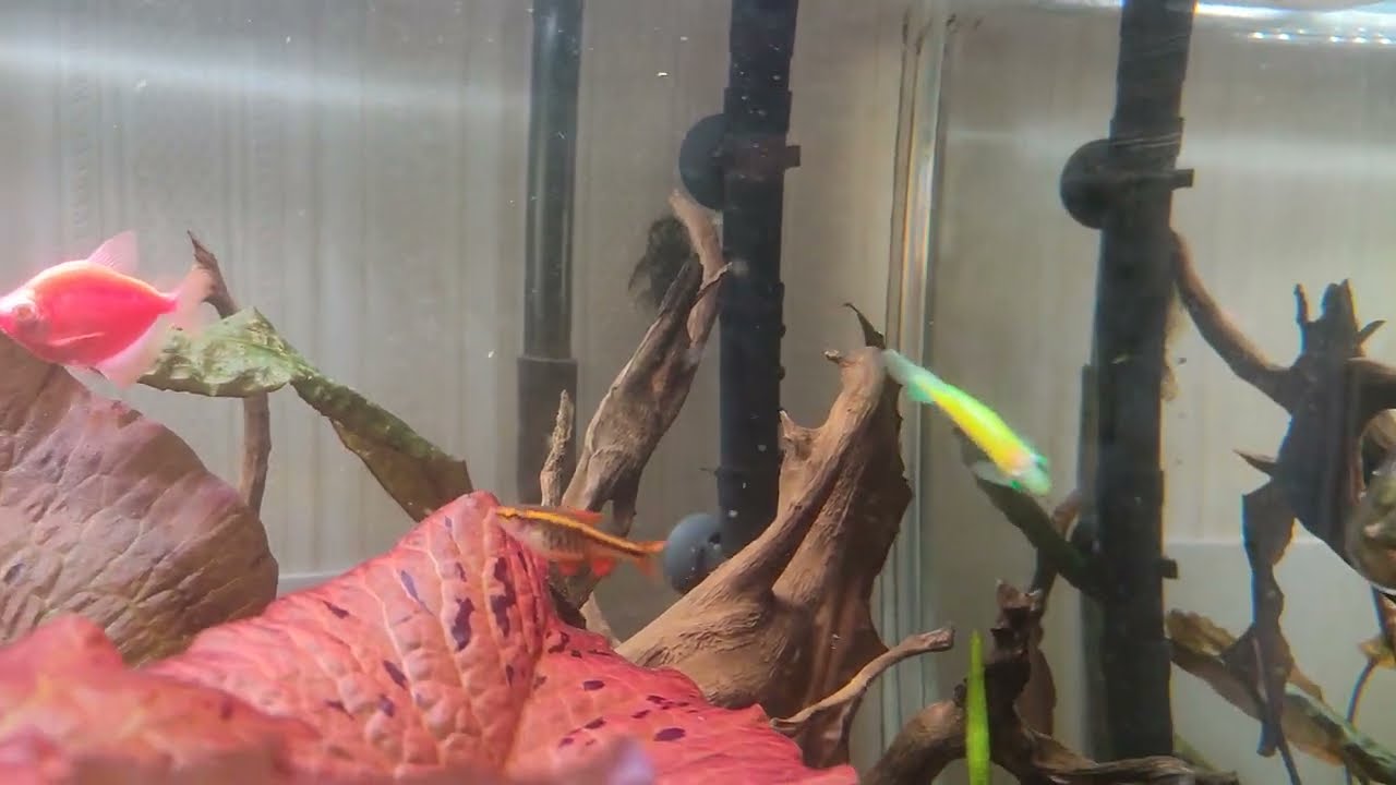 Нимфея красная и зелёная тигровая. Мой аквариум. Скалярии голубые.