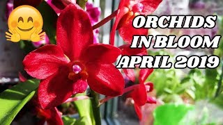 Orchids in Bloom in April 2019 - The Star of the Show - Vanda Roll on Red