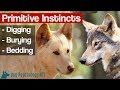 Why Do Dogs Bury Bones Primitive Instincts