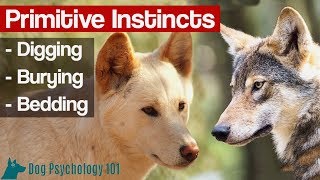 Why Do Dogs Bury Bones? - Primitive Instincts