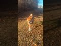 Thank you for 600 Subscribers 🎉🔥🎉 #dogbreed #doglove #shibainu #shibainulove #600subs