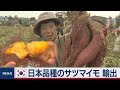 韓国　日本品種のサツマイモを輸出