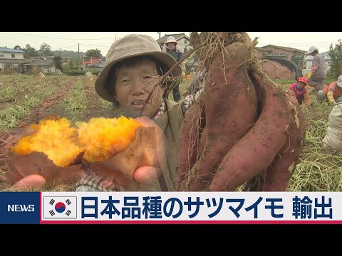 【定期】日本品種のサツマイモ  韓国に流出