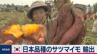 韓国　日本品種のサツマイモを輸出