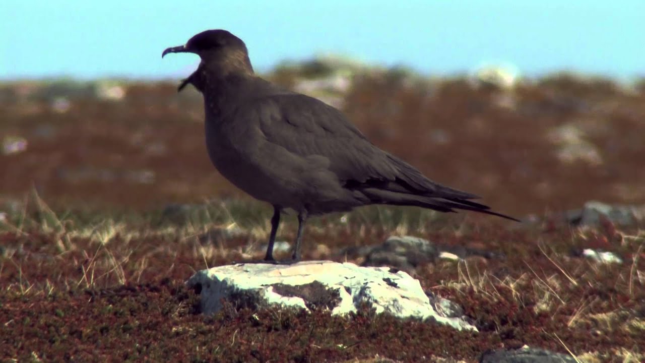 Tyvjo Slettnes Varanger Parasitic jaeger Kustlabb Stercorarius