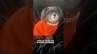 Havanese Twyla Star modeling new #TheLifeOfAShowGirl dog sweater #taylorswift #thelifeofashowgirl