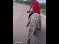 Jóvenes capturan a caimán y se lo llevan en una motocicleta en Sinaloa (Video)