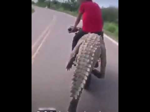 Se llevan cocodrilo en motocicleta en Sinaloa