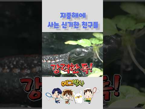 두꺼비와 <strong>도롱뇽</strong> 그리고 영원?!