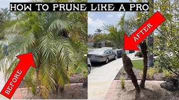 How to prune a Pygmy Date Palm