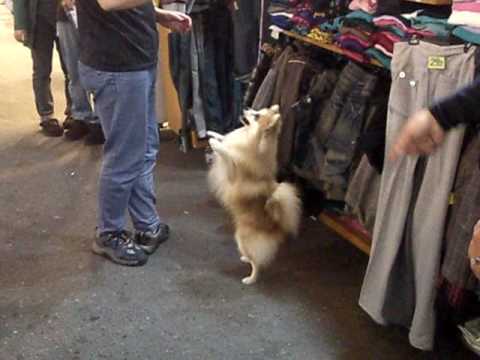 pomeranian doing tricks pomeranian and kleinspitz do tricks funnydog tv pomeranian doing tricks pomeranian and kleinspitz do tricks funnydog tv