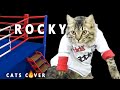 Eye of Tiger Rocky Cat Cover Meow version by PushTheTempo