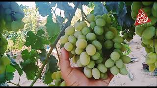 Grapes on my farm