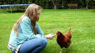 The Very Best of Pets! (Chickens of course!)