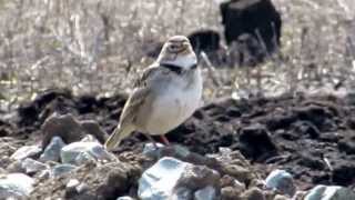 Calandra Lark (Melanocorypha calandra) - Dobrogea, spring 2012