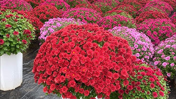 Nhân giống thành công cúc mâm xôi hàn quốc tại Bến Tre. Lh cây giống 0988000395