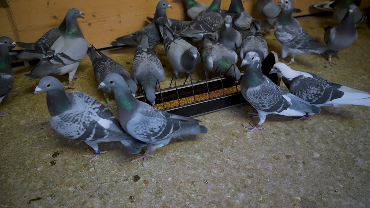 Уход за голубями зимой: питание, здоровье и практические советы