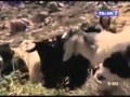 Khalifah Perjalanan Menuju Kenabian 