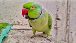 Talking Parrot Mitthu by Talking Parrot Mittu 153 views 1 day ago 7 minutes, 25 seconds