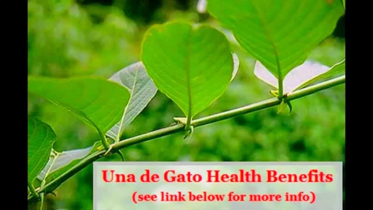 Health Benefits  of Una de Gato Cat s  Claw  Great for 
